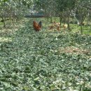 이슬농장 이미지