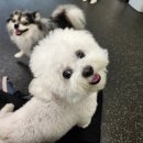 멍뭉유치원 이미지