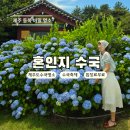 성산읍 온평리 1578-1 | 제주 혼인지 수국 개화 입장료 수국축제 드론라이트쇼 꿀팁