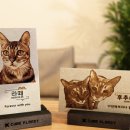 캣 플래닛 이미지