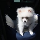 바르다펫 대전점 이미지