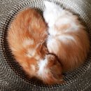 티피쿤(TIPPYCOON) 이미지