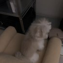 홈 펫 | 메리츠 펫퍼민트 퍼피앤홈보험 펫보험 청구 후기