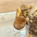 김경태농장 | 충남귀농귀촌학교(11)-9일차(귀농귀촌사례 및 평가, 표고농장, 소곡주, 토의)