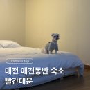 빨간대문 | 대전 애견동반 숙소 대전역 근처 에어비앤비 빨간대문 내돈내산 후기