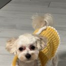 우주를 줄개 이미지