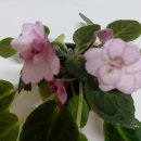 바이올렛 이미지