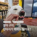 강아지도 장어 먹을 수 있다! 장어 구이 급여 방법 및 후기