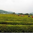 보성야생화 이미지