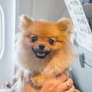 공항 동물병원 이미지