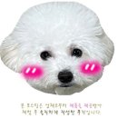 프레싯 헬시플레저펫푸드 강아지치즈볼 급여후기 :)