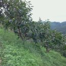 내지농장 이미지