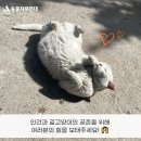 [참여 요청] 국내 최초 ‘길고양이 보호 조례’ 통과에 힘을 보태주세요! 이미지