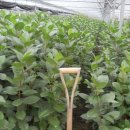 여주-0741 이미지