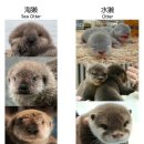 해달