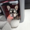 Pro켄넬 | 내돈 내산 페페 드라이룸(DR-100PRO)메탈실버 개봉 및 실사용기 펫 드라이룸 추천