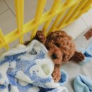 고은켄넬 | [애견일기] 우리집에서 3일~4일째 망고는 천재견인가? 크림푸들 새끼강아지