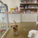 바르다 펫 부산센텀점 이미지