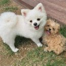 퍼피룸 네이버블로그