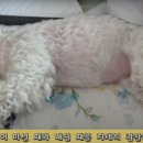 호 동물병원 이미지