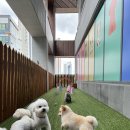 아소비 퍼피스 이미지