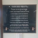 에버독 이미지