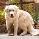 해 동물병원 이미지