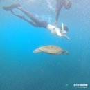 상어 | 필리핀 세부 여행 : 오슬롭 고래상어 투어 + 모알보알 후기