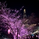 2026년 잠실 석촌호수 벚꽂 축제 실시간 개화 현황 3월 29일 밤 후기