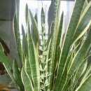 구름산주유소 이미지