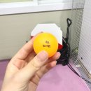 김천에이스실내테니스장 | [김포 양촌 테니스장] 24시에이스실내테니스장 소개 및 혼복 대회 입상 후기 (실내 하드, 잔디코트)