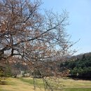성내제6교 왼쪽 | 청주 상당산성 벚꽃 개화 상황 4/8 남문 주차