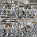 천안시 동물보호센터 동물병원 이미지