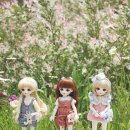 데이지 파티(Daisy Party) 이미지