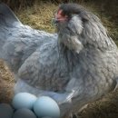 용이네 농장 이미지