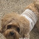 슈가테라피 | 강아지 상처가 안 낫는다면? 피지낭종과 슈가테라피 리얼 후기