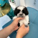 댕스마일 이미지