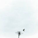 복잡한 세상 속 가장 조용한 시선 이미지