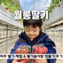 월롱농장 | 파주 월롱딸기 농장 체험 및 솜사탕 후기