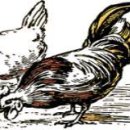 꿩대신닭 이미지