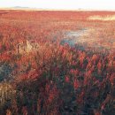 보전간척지 이미지