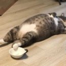 폭풍장어 이미지