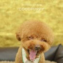 토미펫샵 이미지