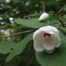 야생화편지 이미지