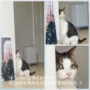 미미네 애견미용실 | 인천 계양구 장기동 미미네애견미용실(애견용품 애묘용품 판매)방문 후기