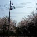15년 봄 정캠 ( 옥천 너와두리 . 4.10-12)