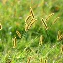 강아지풀 이미지