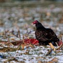 Turkey Vulture 이미지