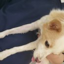 토론토 동물병원 이미지