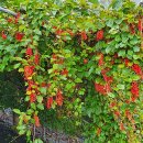 백전농장2 이미지